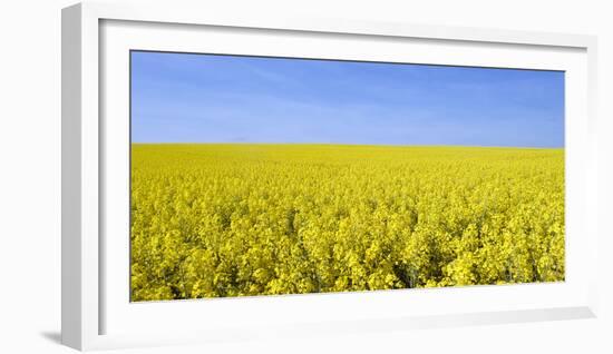 Rape Field, Clouds, Sky-Steffen Beuthan-Framed Photographic Print