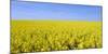 Rape Field, Clouds, Sky-Steffen Beuthan-Mounted Photographic Print