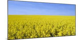 Rape Field, Clouds, Sky-Steffen Beuthan-Mounted Photographic Print