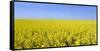 Rape Field, Clouds, Sky-Steffen Beuthan-Framed Stretched Canvas