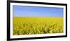 Rape Field, Clouds, Sky-Steffen Beuthan-Framed Photographic Print