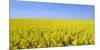 Rape Field, Clouds, Sky-Steffen Beuthan-Mounted Photographic Print