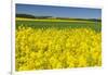 Rape Field, Fields, Spring, Edertal (Community), Edersee National Park, Hessia, Germany-Raimund Linke-Framed Photographic Print