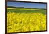 Rape Field, Fields, Spring, Edertal (Community), Edersee National Park, Hessia, Germany-Raimund Linke-Framed Photographic Print