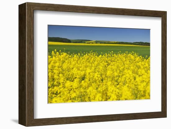 Rape Field, Fields, Spring, Edertal (Community), Edersee National Park, Hessia, Germany-Raimund Linke-Framed Photographic Print