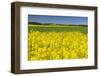 Rape Field, Fields, Spring, Edertal (Community), Edersee National Park, Hessia, Germany-Raimund Linke-Framed Photographic Print