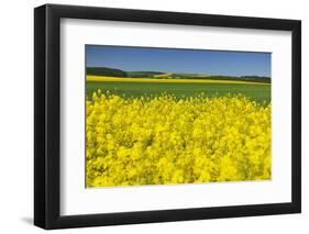 Rape Field, Fields, Spring, Edertal (Community), Edersee National Park, Hessia, Germany-Raimund Linke-Framed Photographic Print