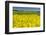 Rape Field, Fields, Spring, Edertal (Community), Edersee National Park, Hessia, Germany-Raimund Linke-Framed Photographic Print