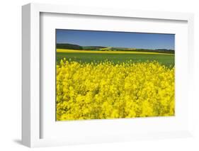 Rape Field, Fields, Spring, Edertal (Community), Edersee National Park, Hessia, Germany-Raimund Linke-Framed Photographic Print