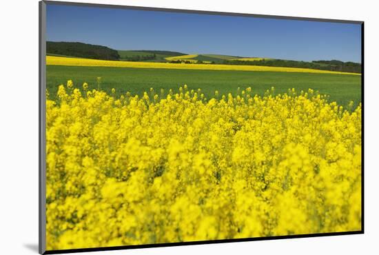 Rape Field, Fields, Spring, Edertal (Community), Edersee National Park, Hessia, Germany-Raimund Linke-Mounted Photographic Print