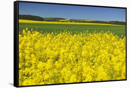Rape Field, Fields, Spring, Edertal (Community), Edersee National Park, Hessia, Germany-Raimund Linke-Framed Stretched Canvas