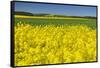 Rape Field, Fields, Spring, Edertal (Community), Edersee National Park, Hessia, Germany-Raimund Linke-Framed Stretched Canvas