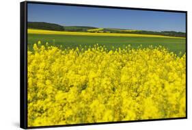 Rape Field, Fields, Spring, Edertal (Community), Edersee National Park, Hessia, Germany-Raimund Linke-Framed Stretched Canvas