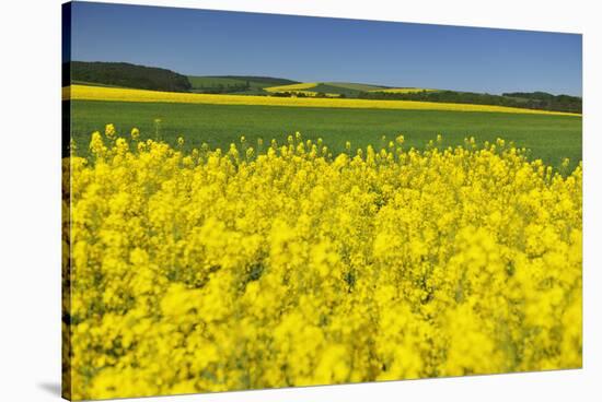 Rape Field, Fields, Spring, Edertal (Community), Edersee National Park, Hessia, Germany-Raimund Linke-Stretched Canvas