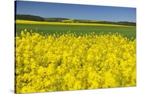 Rape Field, Fields, Spring, Edertal (Community), Edersee National Park, Hessia, Germany-Raimund Linke-Stretched Canvas