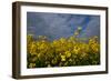 Rape Field Flowers-Charles Bowman-Framed Photographic Print