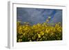 Rape Field Flowers-Charles Bowman-Framed Photographic Print