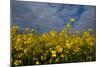 Rape Field Flowers-Charles Bowman-Mounted Photographic Print