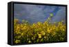 Rape Field Flowers-Charles Bowman-Framed Stretched Canvas