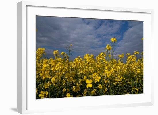Rape Field Flowers-Charles Bowman-Framed Photographic Print