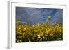 Rape Field Flowers-Charles Bowman-Framed Photographic Print