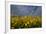 Rape Field Flowers-Charles Bowman-Framed Photographic Print