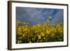 Rape Field Flowers-Charles Bowman-Framed Photographic Print