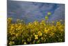 Rape Field Flowers-Charles Bowman-Mounted Photographic Print