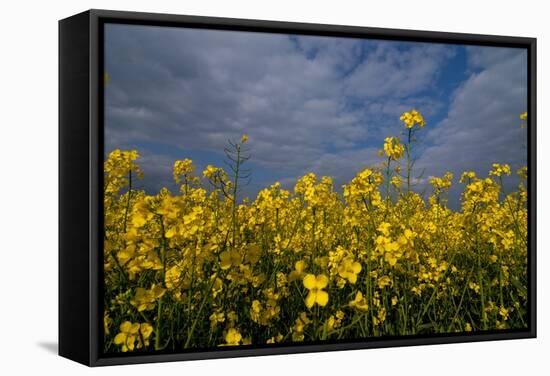 Rape Field Flowers-Charles Bowman-Framed Stretched Canvas