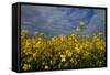 Rape Field Flowers-Charles Bowman-Framed Stretched Canvas