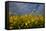 Rape Field Flowers-Charles Bowman-Framed Stretched Canvas