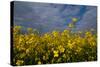 Rape Field Flowers-Charles Bowman-Stretched Canvas