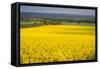 Rape Field, Guildford, Surrey, England, United Kingdom, Europe-Matthew Williams-Ellis-Framed Stretched Canvas