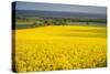 Rape Field, Guildford, Surrey, England, United Kingdom, Europe-Matthew Williams-Ellis-Stretched Canvas