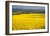 Rape Field, Guildford, Surrey, England, United Kingdom, Europe-Matthew Williams-Ellis-Framed Photographic Print