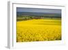 Rape Field, Guildford, Surrey, England, United Kingdom, Europe-Matthew Williams-Ellis-Framed Photographic Print