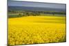 Rape Field, Guildford, Surrey, England, United Kingdom, Europe-Matthew Williams-Ellis-Mounted Photographic Print