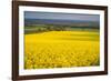 Rape Field, Guildford, Surrey, England, United Kingdom, Europe-Matthew Williams-Ellis-Framed Photographic Print