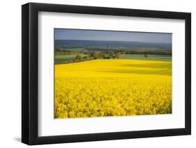 Rape Field, Guildford, Surrey, England, United Kingdom, Europe-Matthew Williams-Ellis-Framed Photographic Print