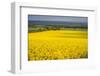 Rape Field, Guildford, Surrey, England, United Kingdom, Europe-Matthew Williams-Ellis-Framed Photographic Print