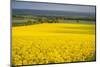 Rape Field, Guildford, Surrey, England, United Kingdom, Europe-Matthew Williams-Ellis-Mounted Photographic Print