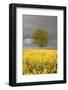 Rape Field, Tree, Storm Clouds-Nikky Maier-Framed Photographic Print