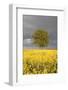 Rape Field, Tree, Storm Clouds-Nikky Maier-Framed Photographic Print