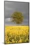 Rape Field, Tree, Storm Clouds-Nikky Maier-Mounted Photographic Print