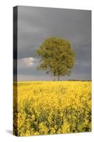 Rape Field, Tree, Storm Clouds-Nikky Maier-Stretched Canvas