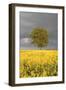 Rape Field, Tree, Storm Clouds-Nikky Maier-Framed Photographic Print