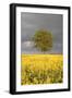 Rape Field, Tree, Storm Clouds-Nikky Maier-Framed Photographic Print