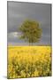 Rape Field, Tree, Storm Clouds-Nikky Maier-Mounted Photographic Print