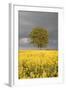 Rape Field, Tree, Storm Clouds-Nikky Maier-Framed Photographic Print