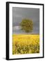 Rape Field, Tree, Storm Clouds-Nikky Maier-Framed Photographic Print